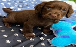 Cocker Spaniel dogs for sale: READY NOW WORKING COCKER SPANIEL PUPPYS - Image 3