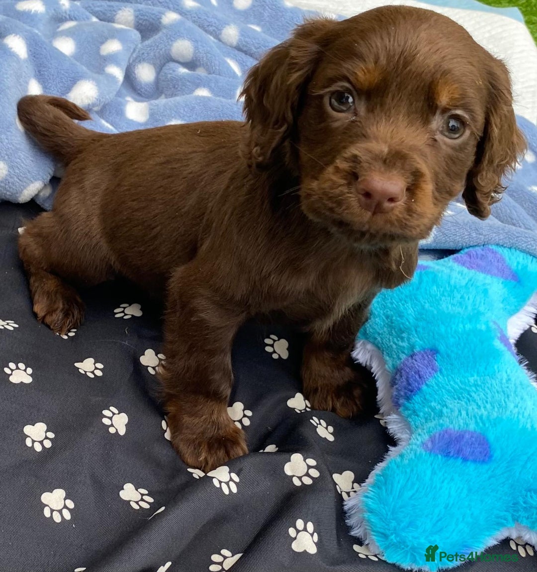Cocker Spaniel dogs for sale: READY NOW WORKING COCKER SPANIEL PUPPYS - Image 3