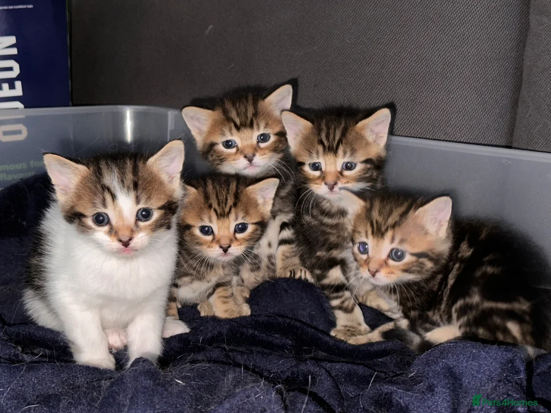 Mixed Breed cats for sale: Beautiful tabby kittens ready first week of July.  - Advert 1