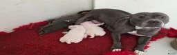 Staffordshire Bull Terrier dogs for sale: Kc staffordshire bull terrier puppies  - Advert 1