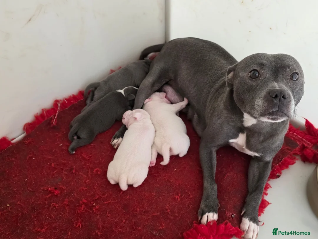 Staffordshire Bull Terrier dogs for sale: Kc staffordshire bull terrier puppies  - Advert 1