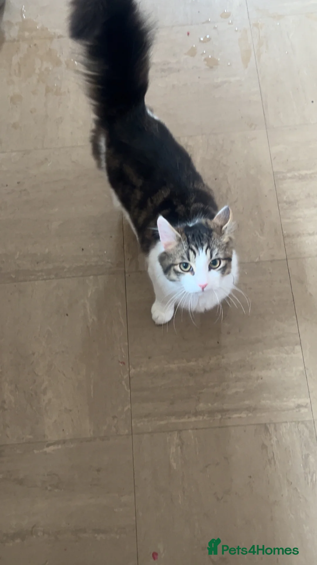 Mixed Breed cats for sale: Kittens for loving homes - Advert 1