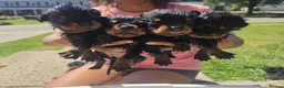 Rottweiler dogs for sale: 🫶🏻european🥹Favourable❤️‍🩹rotties for sweet hom in Cwmbran - Advert 1