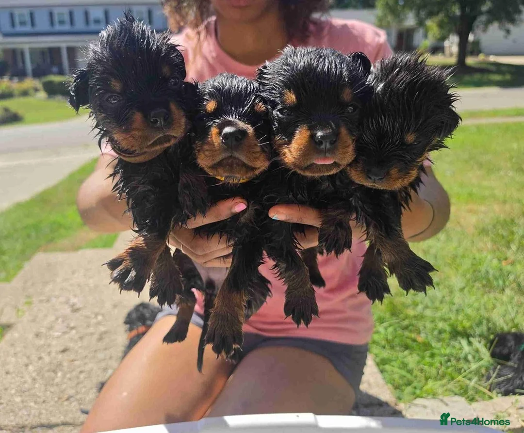 Rottweiler dogs for sale: 🫶🏻european🥹Favourable❤️‍🩹rotties for sweet hom in Cwmbran - Advert 1