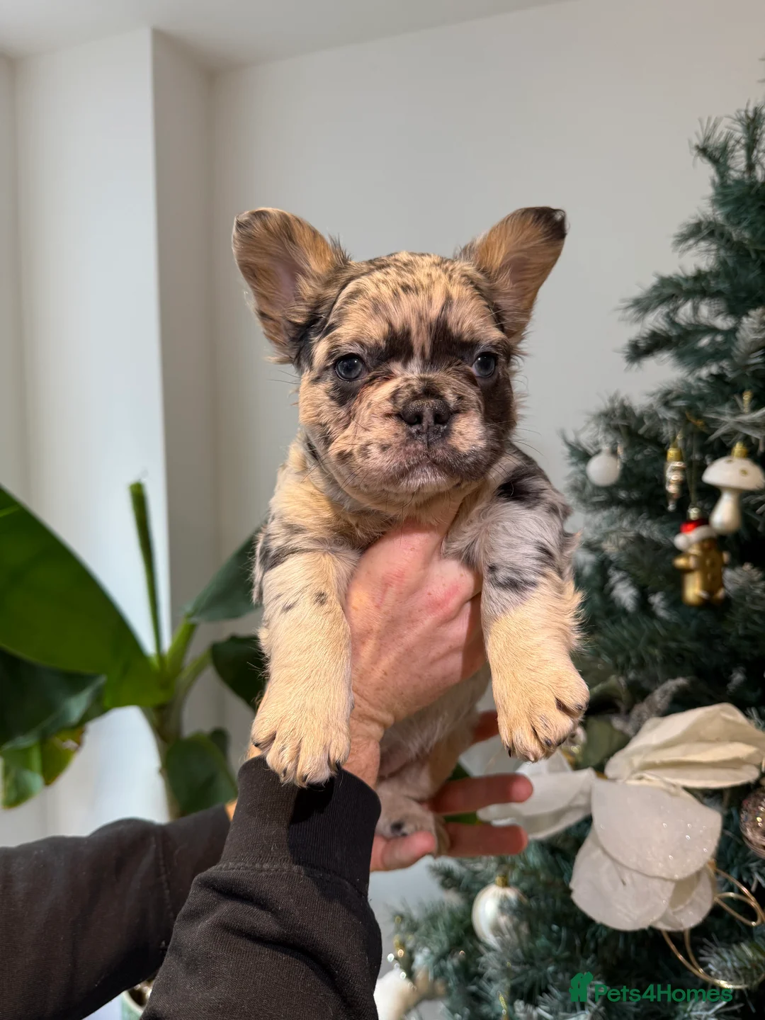 French Bulldog dogs for sale: Fluffy french bulldog puppy new shade  - Advert 9