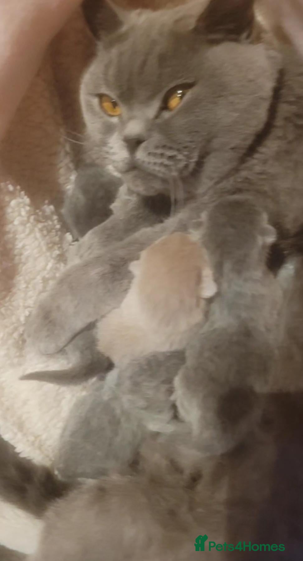 British Shorthair cats Stunning pure bred British blue  - Advert 1