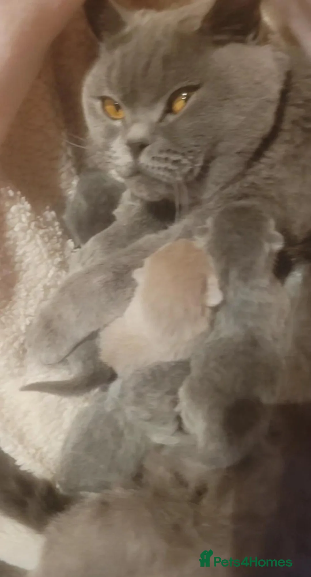 British Shorthair cats for sale: Stunning pure bred British blue  - Advert 1