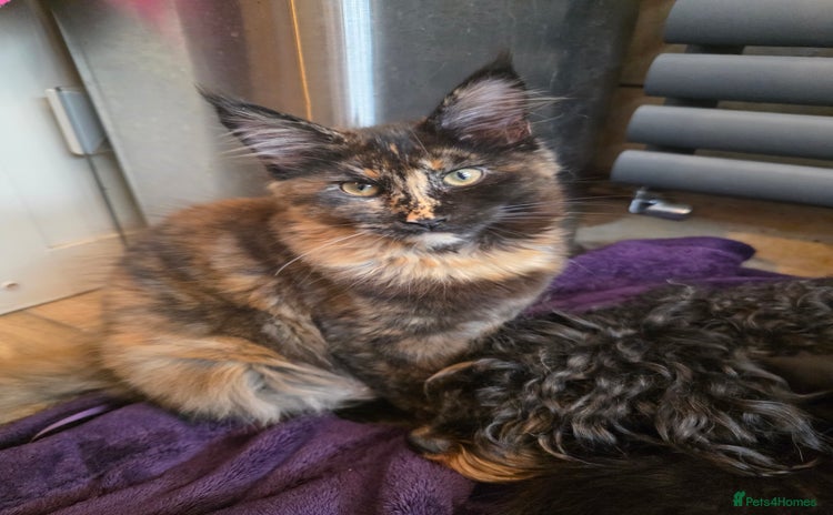 Maine Coon cats - Advert 4