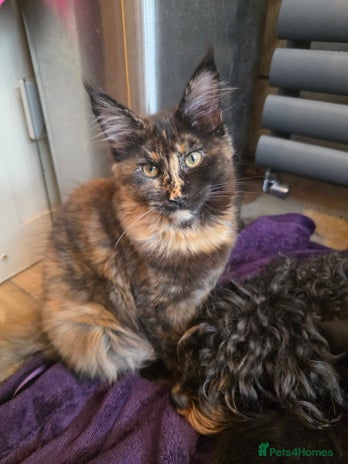 Maine Coon cats - Advert 4