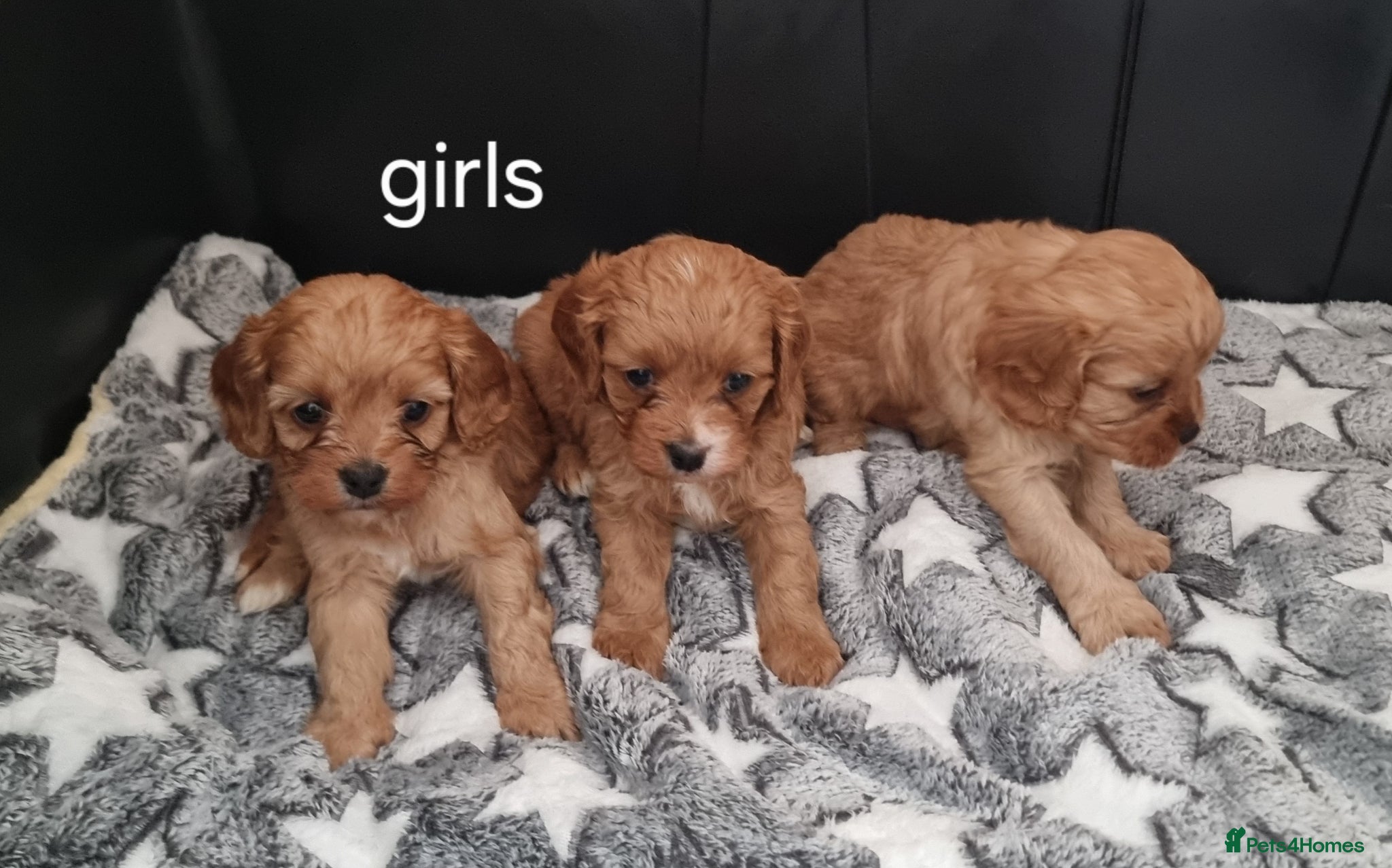 Cavapoo dogs Small f1 toy cavapoos  - Advert 14
