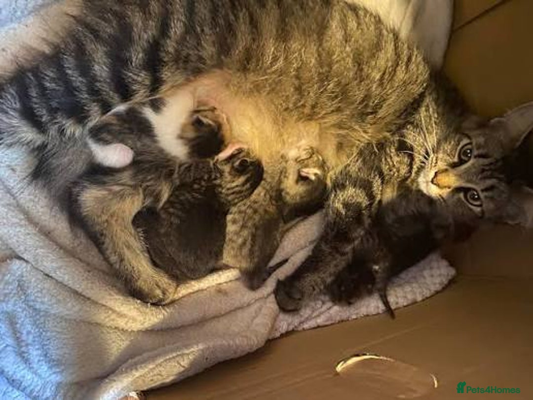 Siberian cats for sale: LONG HAIRED TABBY KITTEN MALE  - Image 1