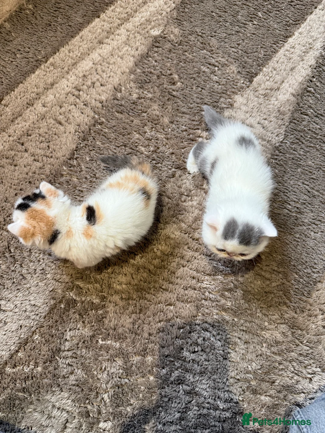 Exotic cats for sale: Two beautiful exotic shorthair babies  - Advert 13