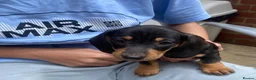 Dachshund dogs for sale: Dachund for sale poringland norwich - Advert 5