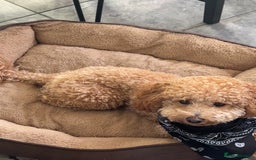 Poochon dogs for sale: Lovable cuddly toy poodle  - Image 1