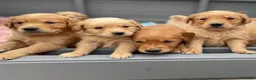 Golden Retriever dogs for sale: Stunning K.C Reg Health tested Golden Retrievers in Belper - Advert 13