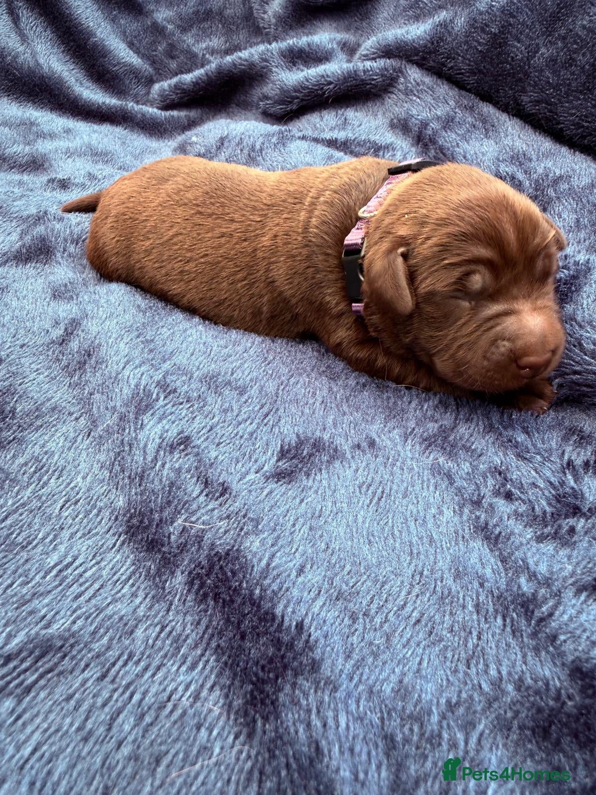 Labrador Retriever dogs for sale: Chocolate Labrador Puppies and One Yellow Girl - Advert 5
