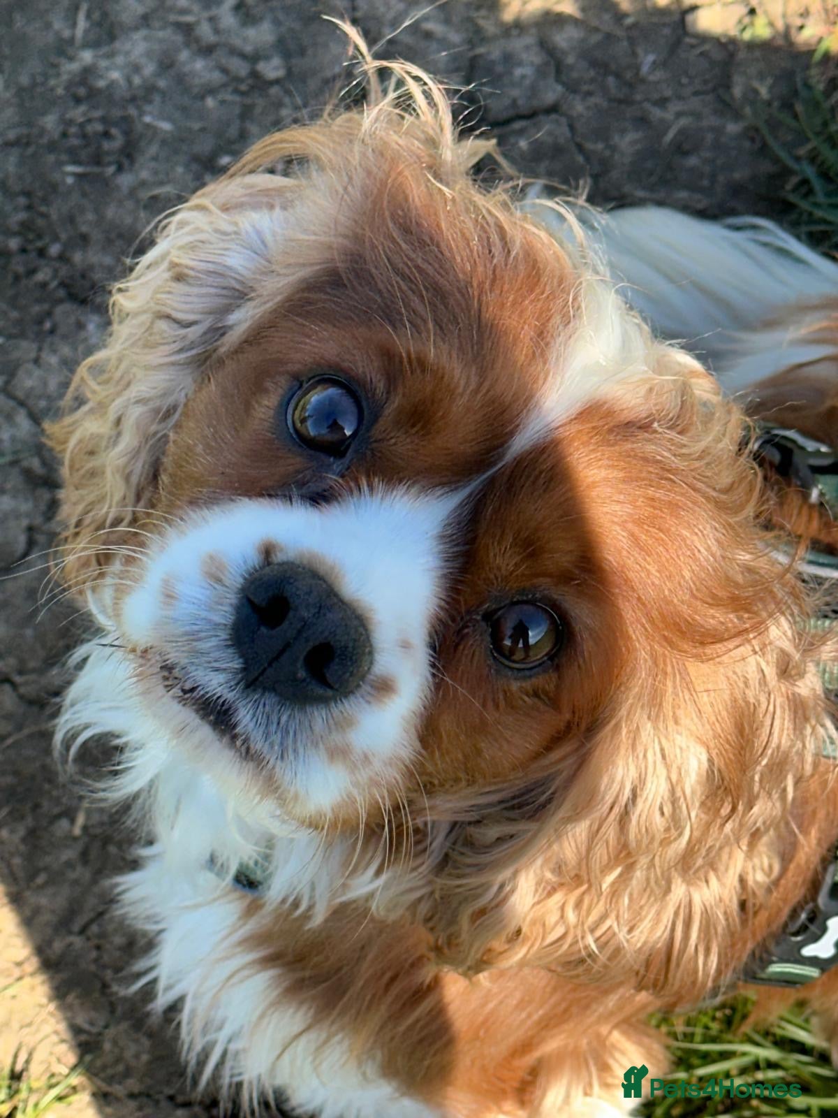 Cavalier King Charles Spaniel dogs Two Sisters looking for a home  - Advert 2
