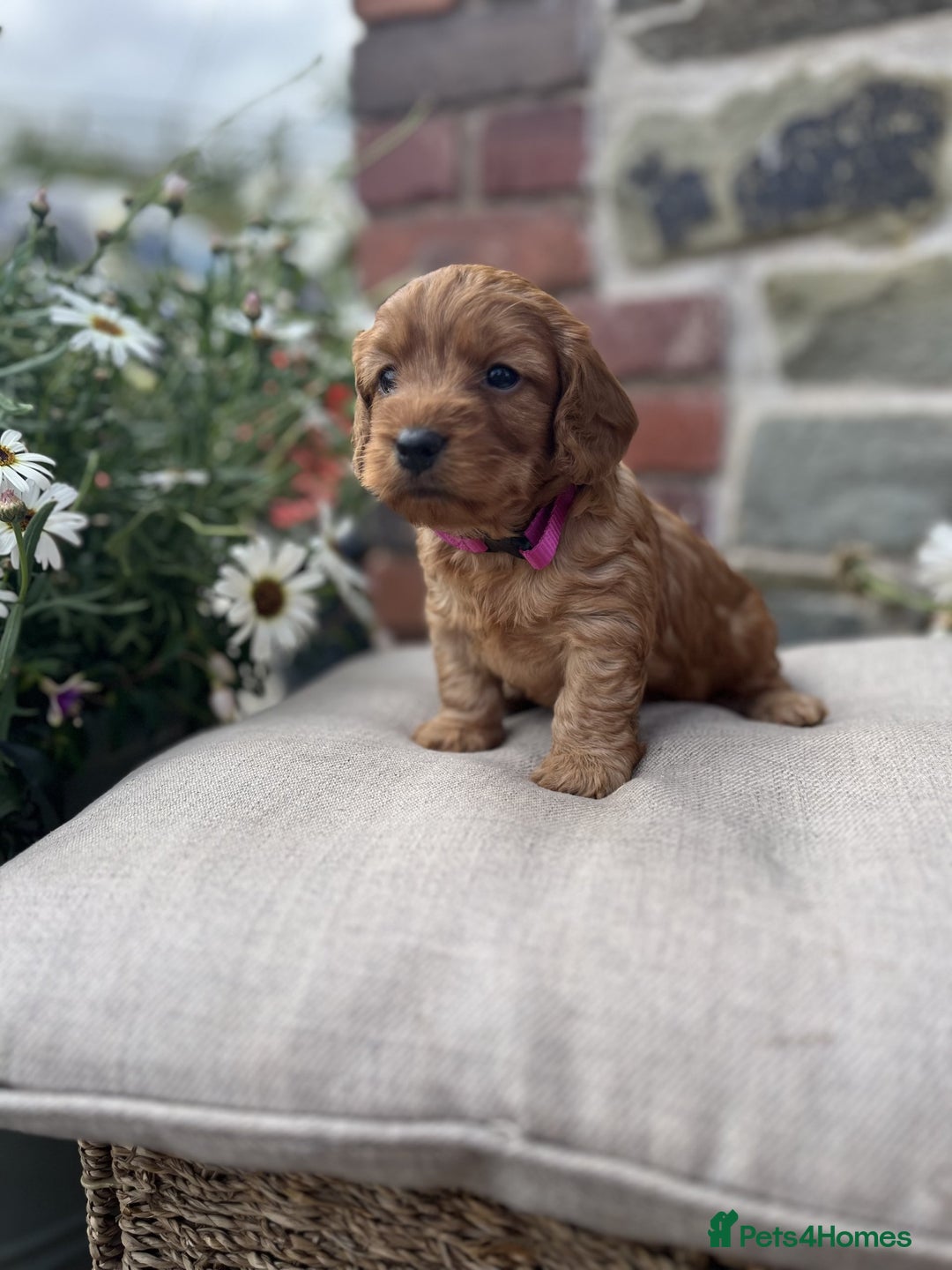 Cockapoo dogs for sale: Beautiful Toy Cockapoo puppies - Image 5