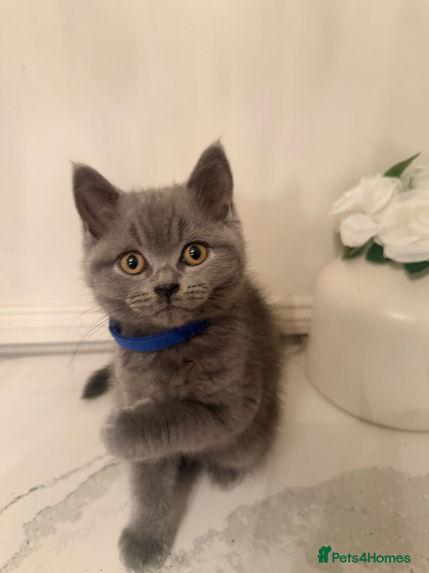 British Shorthair cats PEDIGREE British Shorthair Kittens - Advert 16