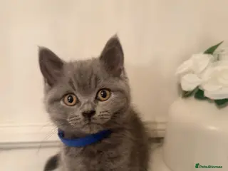 British Shorthair cats PEDIGREE British Shorthair Kittens - Advert 1