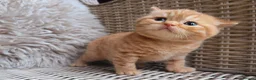 British Shorthair cats for sale: British Shorthair Champion Lines Kittens  - Advert 1
