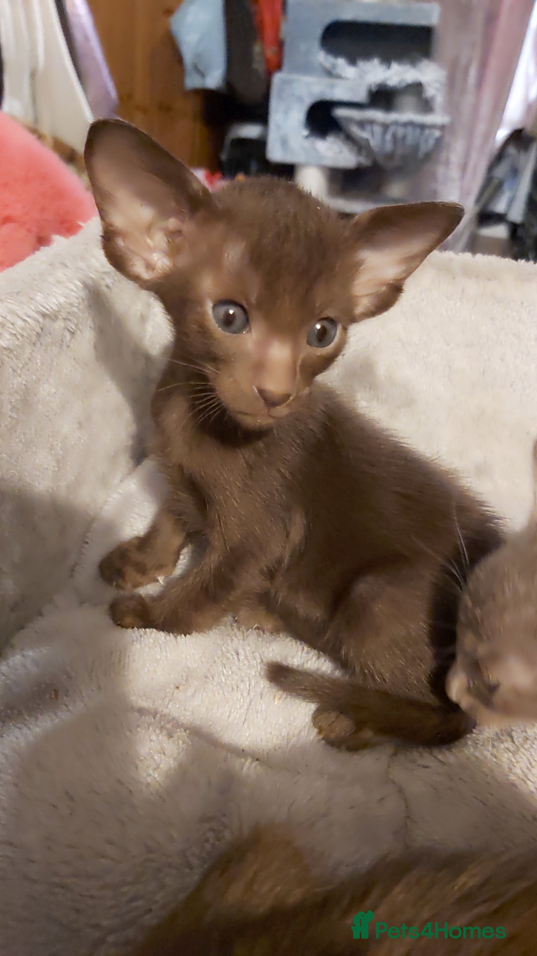 Oriental cats for sale: Full Pedigree Oriental 1 Kitten XL size ears GCCF - Advert 17