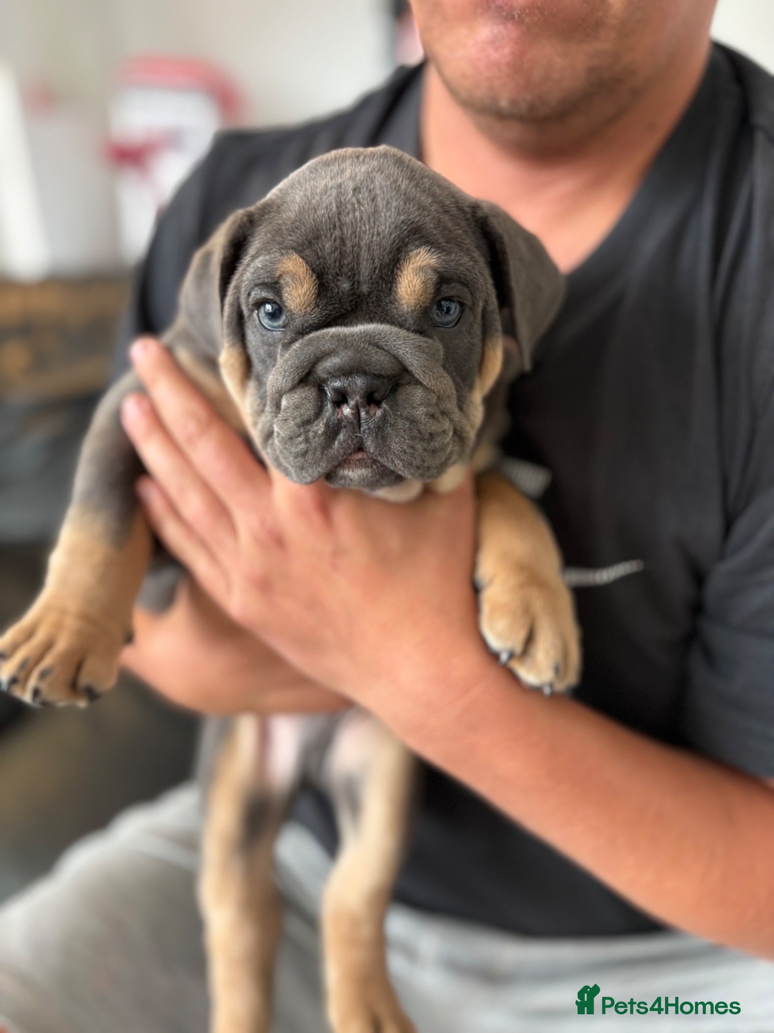 English Bulldog dogs Beefcake and Little Blue - Advert 16