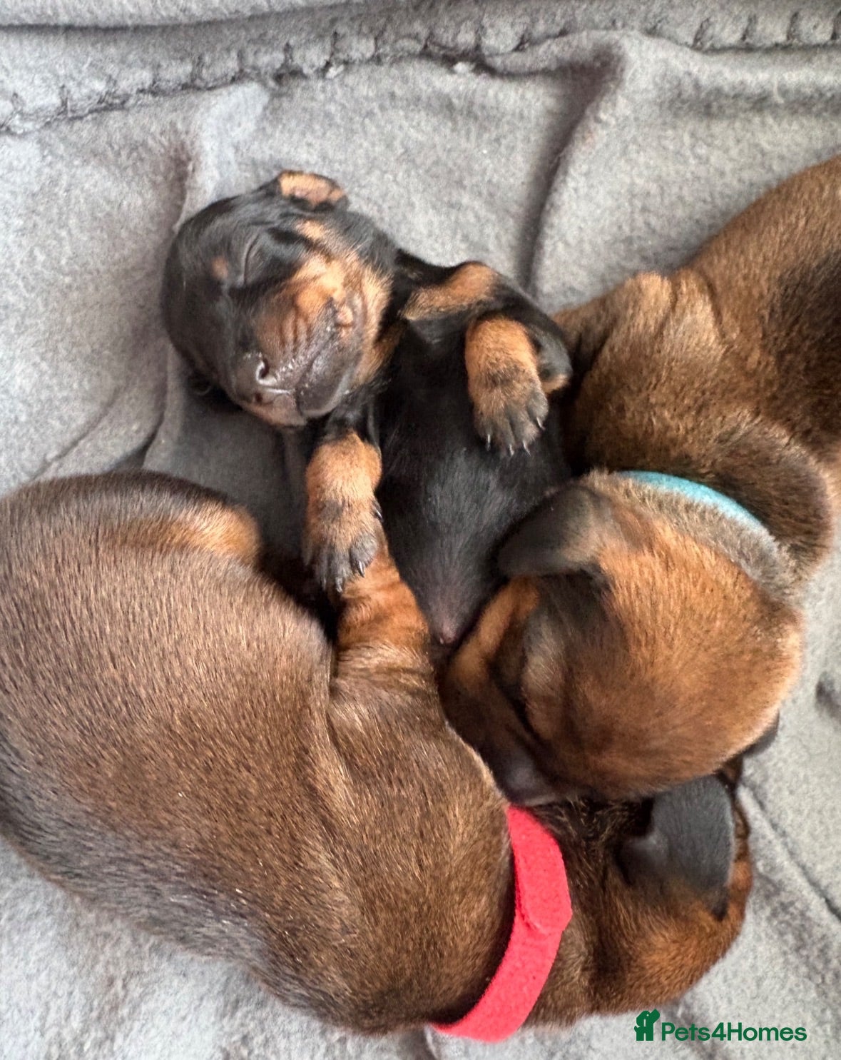 Miniature Dachshund dogs Beautiful Miniature Dachshund Puppies - Advert 9