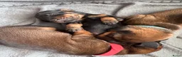 Miniature Dachshund dogs for sale: Beautiful Miniature Dachshund Puppies - Advert 1