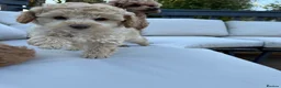 Toy Poodle dogs for sale: KC Pedigree Toy Poodle Puppies  - Advert 6