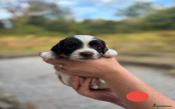 English Springer Spaniel dogs for sale: 🐾 Pedigree English Springer Spaniel Puppies 🐾 - Image 17
