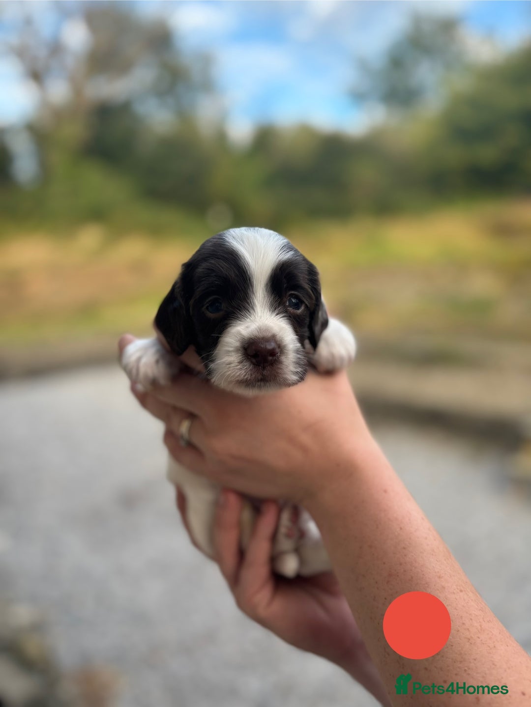 English Springer Spaniel dogs for sale: 🐾 Pedigree English Springer Spaniel Puppies 🐾 - Image 17