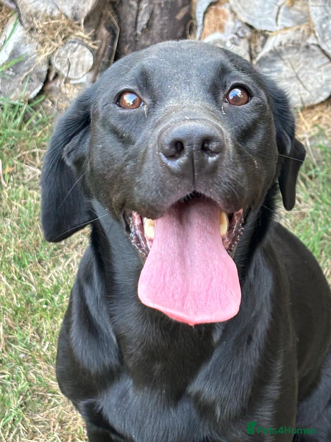 Labrador Retriever dogs for sale: Fox Red Labrador Bitch - Image 4