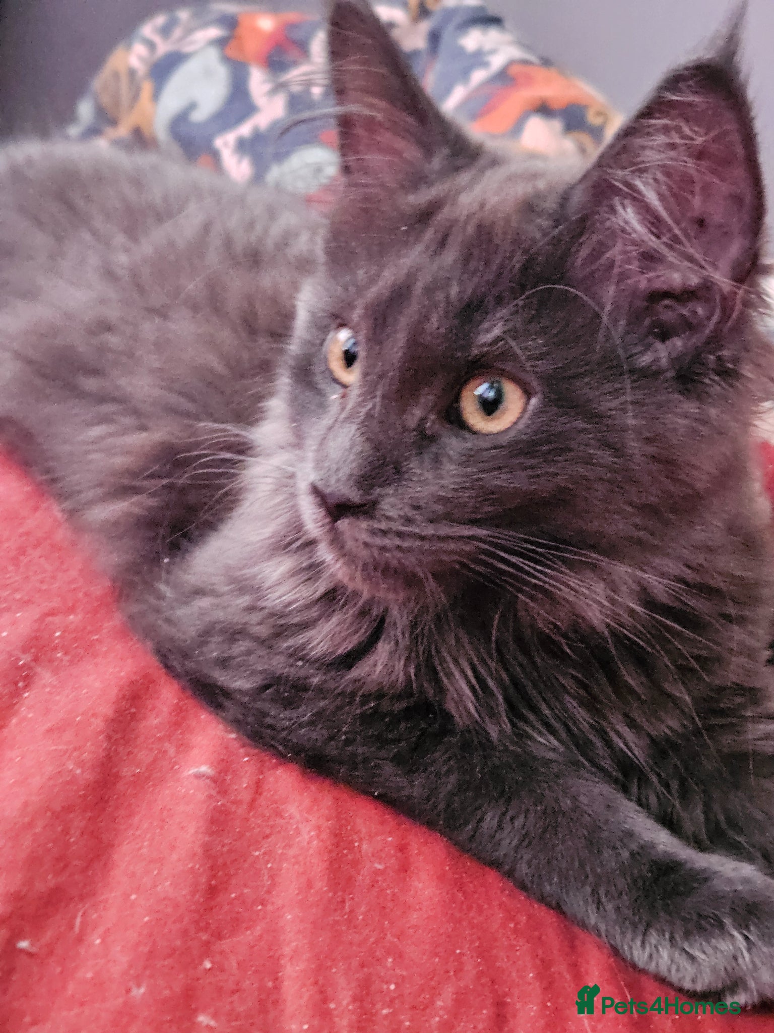 Maine Coon cats Registered Blue Pedigree Maine coon GCCF Kitten  - Advert 1