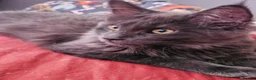 Maine Coon cats for sale: NEW PRICE Registered Blue Pedigree Maine coon baby - Advert 10