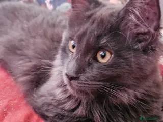 Maine Coon cats Registered Blue Pedigree Maine coon GCCF Kitten - Advert 1