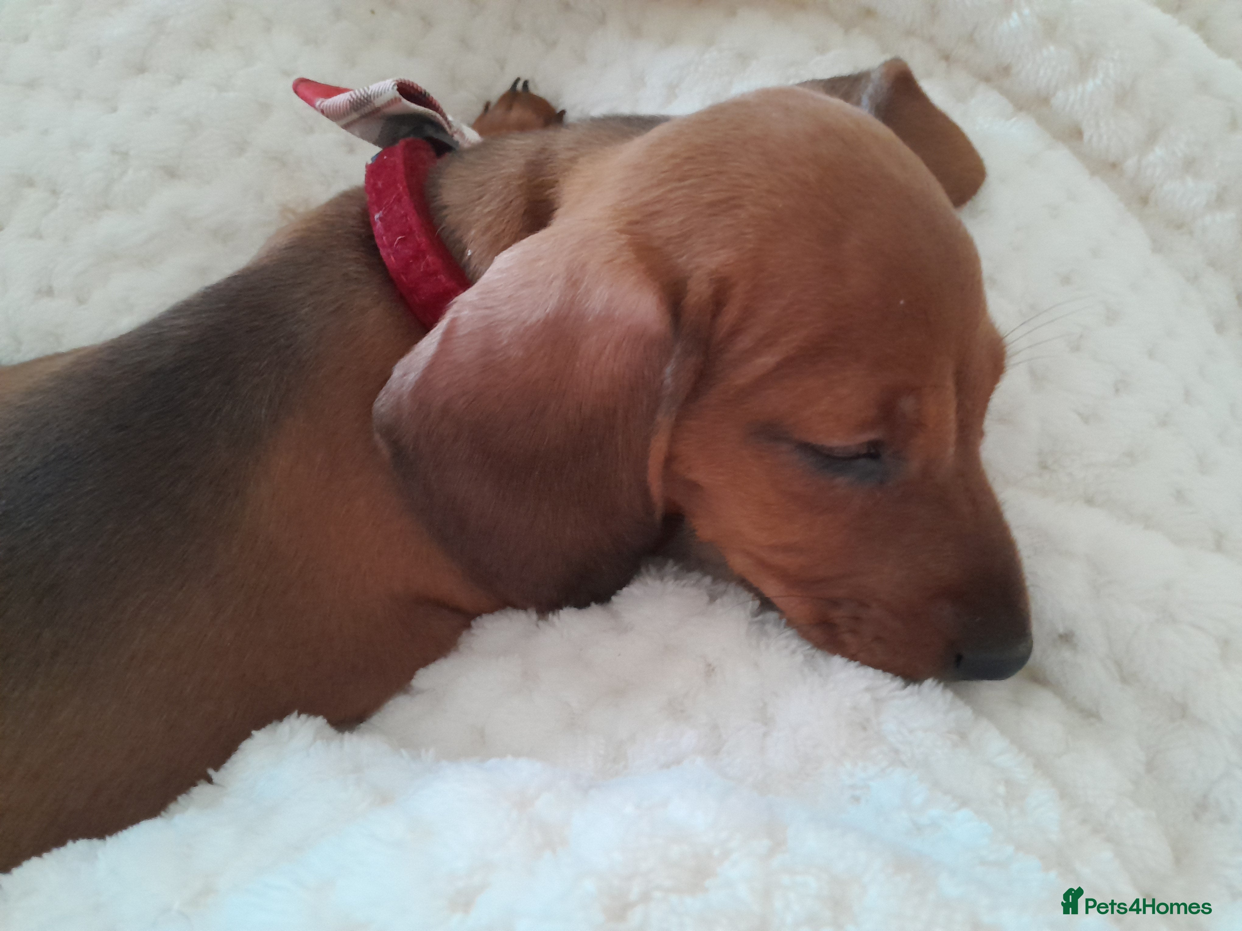 Dachshund dogs Female dachshund  - Advert 9