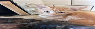 Mixed Breed Kitten 4