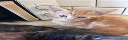 Mixed Breed cats for sale: Beautiful litter of kittens - Advert 3