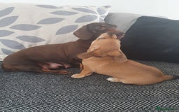 Chiweenie dogs for sale: Chiweenie pups in Merthyr Tydfil - Image 3