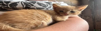 British Shorthair 1 ginger 
