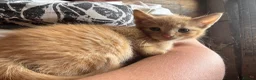 British Shorthair cats for sale: 5 kitten looking for a good home  - Advert 13