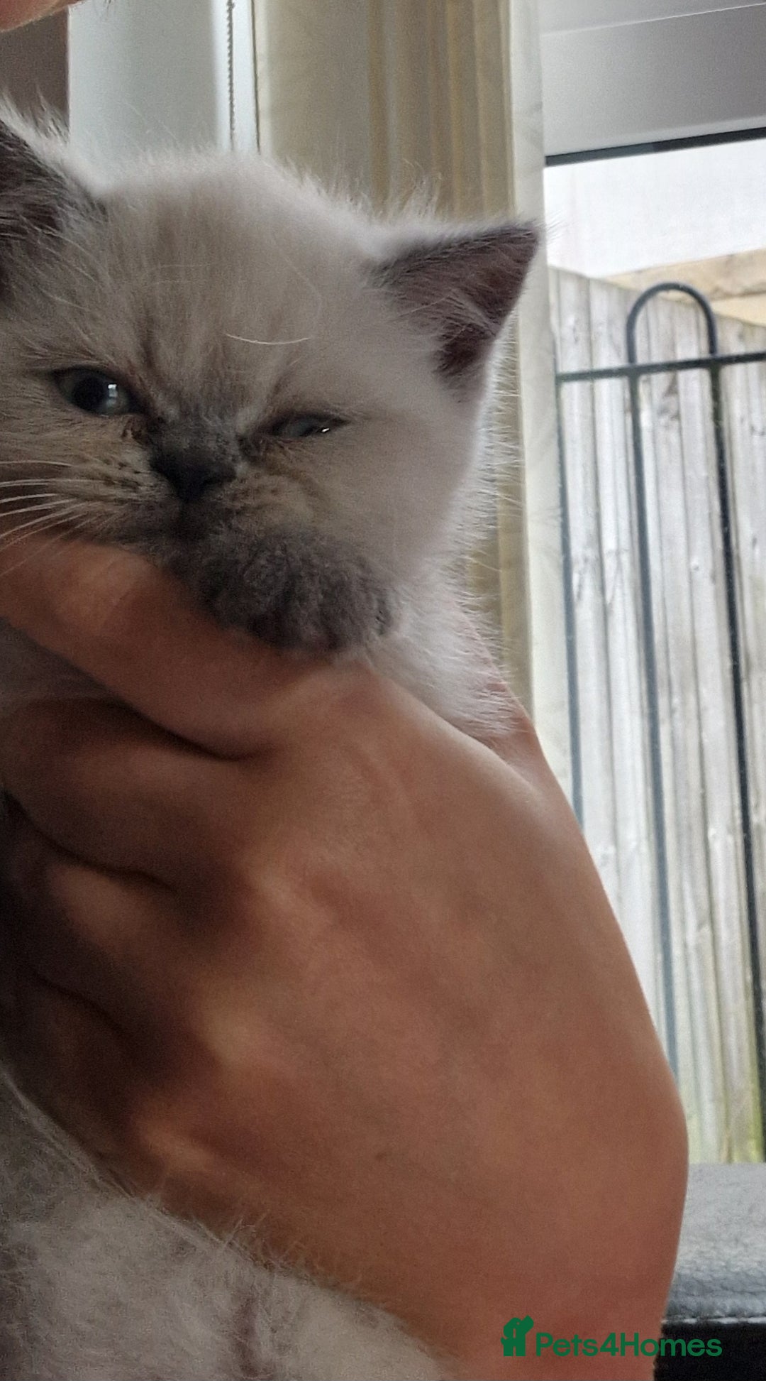 Exotic cats for sale: Colourpoint Exotic Short/Longhairs - Image 9