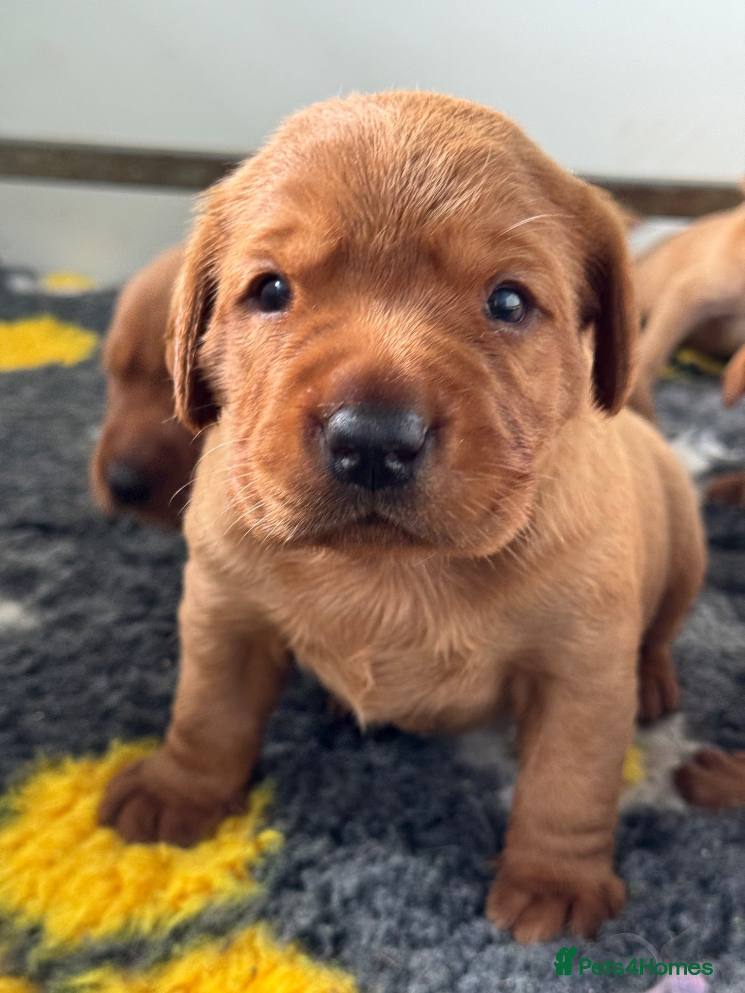 Labrador Retriever dogs KC litter of Fox Red Labradors  - Advert 2