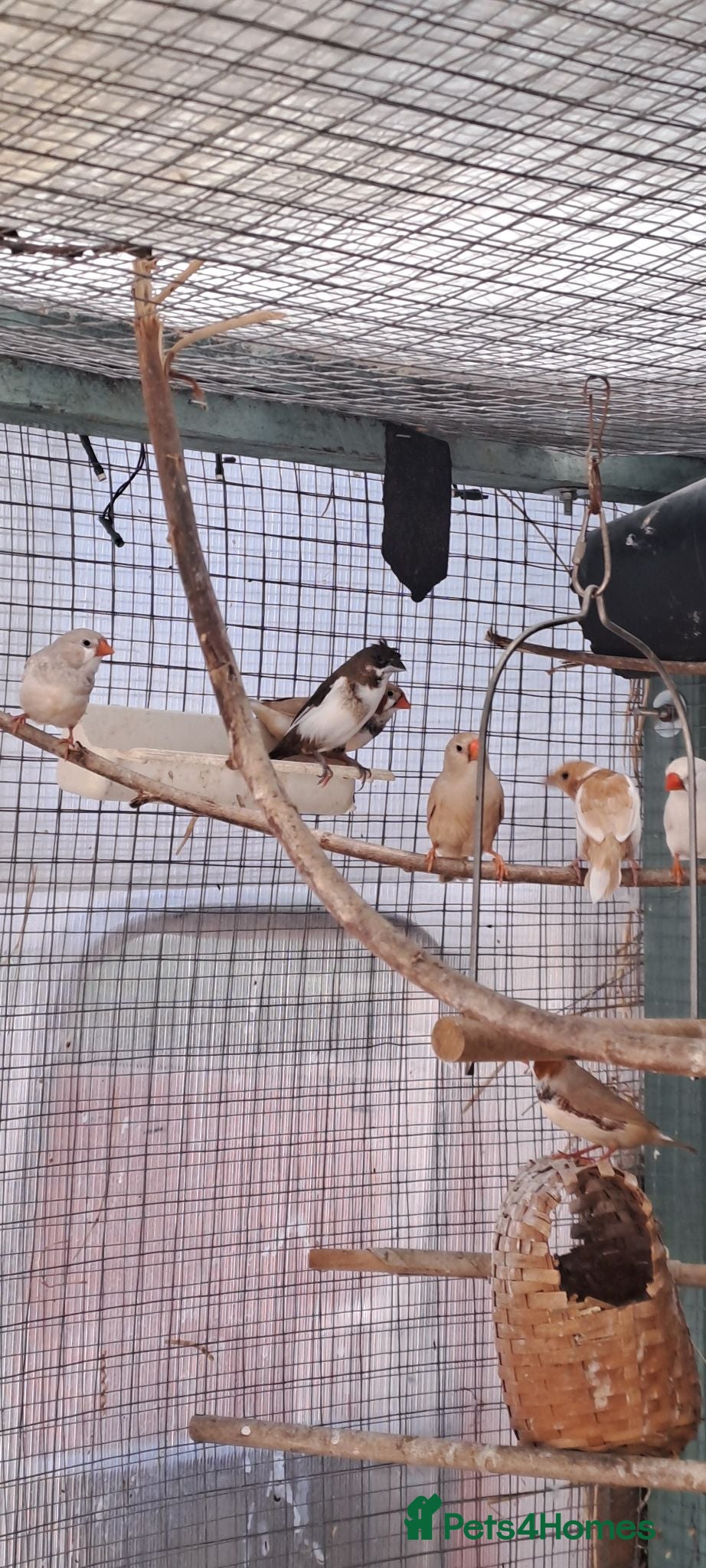 Finches birds Finches - Advert 4