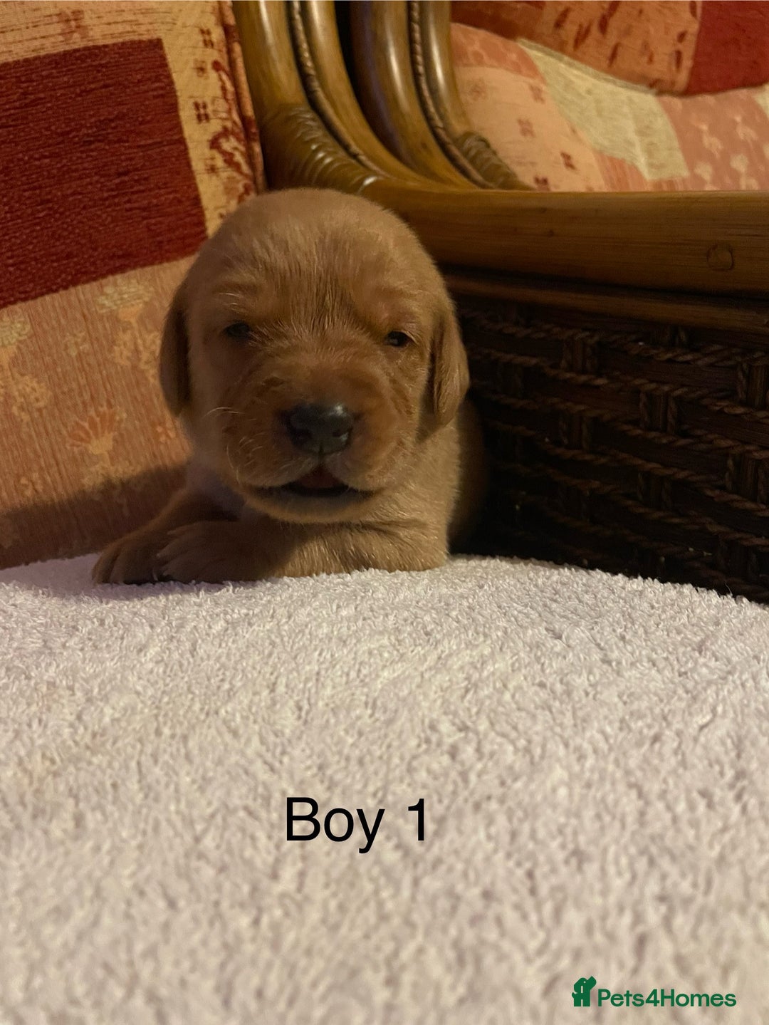 Labrador Retriever dogs for sale: KC Registered Fox Red Labrador Puppies  - Advert 2