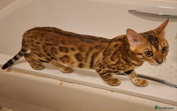Bengal cats for sale: Pure Bengal kittens  in Cheltenham - Image 10