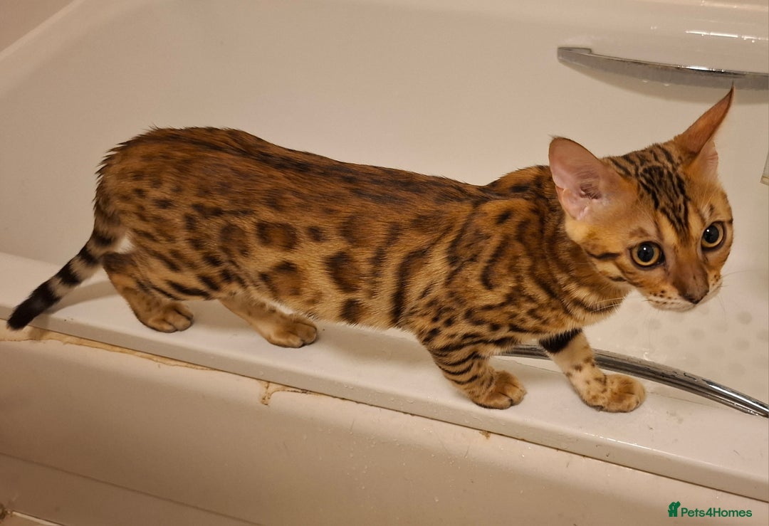 Bengal cats for sale: Pure Bengal kittens  in Cheltenham - Image 10