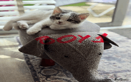 Mixed Breed cats for sale: Lovely kittens - Image 11