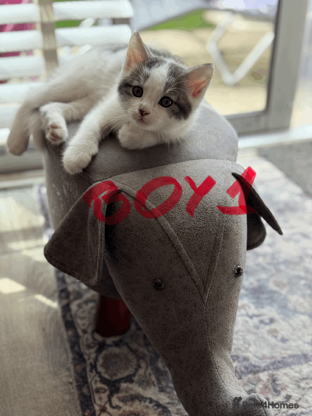 Mixed Breed cats for sale: Lovely kittens - Image 11